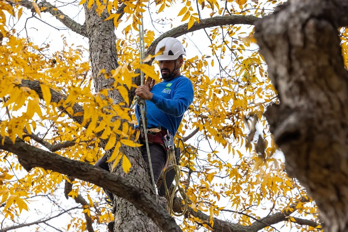 Skilled Tree Pruning crew working in Franklin